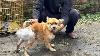 Please Let Me Stay A 4 Year Old Dog With Cancer Begs Only To Be Coldly Rejected