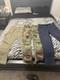 Ralph Lauren Military Surplus Cargo Pants