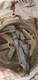 U. S. Military Tan Pasgt Ballistic Helmet Medium Us Army Surplus, K-pot